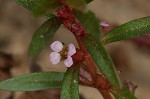 Lowland rotala