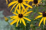 Sweet coneflower