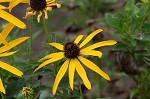 Sweet coneflower