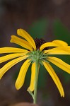 Sweet coneflower