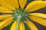 Sweet coneflower