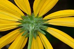 Sweet coneflower