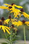 Sweet coneflower