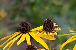 Sweet coneflower