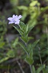 Fringeleaf wild petunia