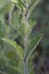 Fringeleaf wild petunia