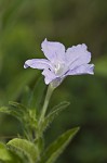 Fringeleaf wild petunia