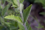 Fringeleaf wild petunia