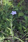 Fringeleaf wild petunia