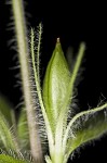 Fringeleaf wild petunia