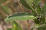 Fringeleaf wild petunia