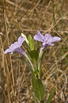 Fringeleaf wild petunia