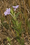 Fringeleaf wild petunia