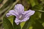 Fringeleaf wild petunia