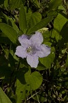 Fringeleaf wild petunia