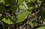 Fringeleaf wild petunia