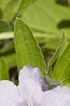 Fringeleaf wild petunia