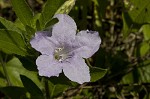 ruellia