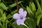 Fringeleaf wild petunia