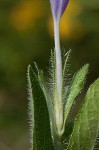 Fringeleaf wild petunia