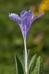 Fringeleaf wild petunia