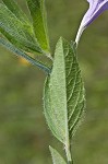 Fringeleaf wild petunia