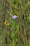 Fringeleaf wild petunia