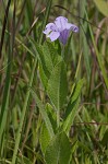 Fringeleaf wild petunia