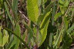 Fringeleaf wild petunia