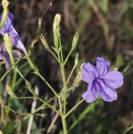 Violet wild petunia