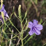 ruellia