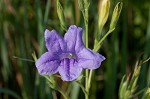 Violet wild petunia