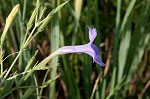 Violet wild petunia