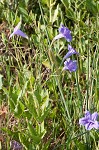 Violet wild petunia