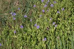 Violet wild petunia