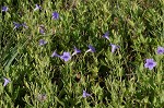 Violet wild petunia