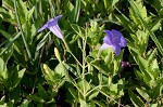 Violet wild petunia