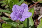 Stalked wild petunia