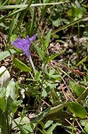 Stalked wild petunia