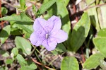 Stalked wild petunia