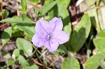 Stalked wild petunia