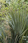 Dwarf palmetto