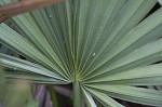 Dwarf palmetto