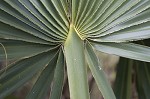 Dwarf palmetto