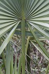 Dwarf palmetto