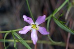 Slender rose gentian