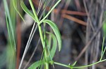 Slender rose gentian