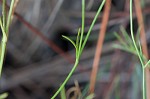 Slender rose gentian