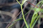 Slender rose gentian