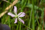 Slender rose gentian